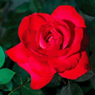 Red Masterpiece Hybrid Tea Rose