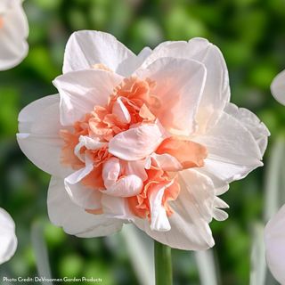 Narcissus My Story Daffodil Bulbs