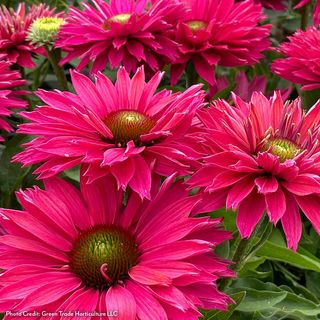 Echinacea SunSeekers&reg; Sweet Fuchsia Coneflower