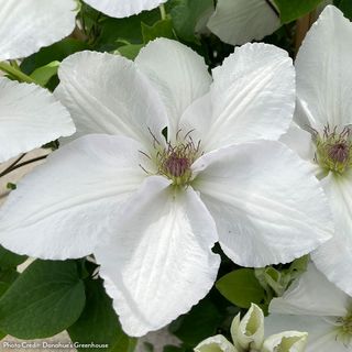 Clematis Guernsey Flute&trade;