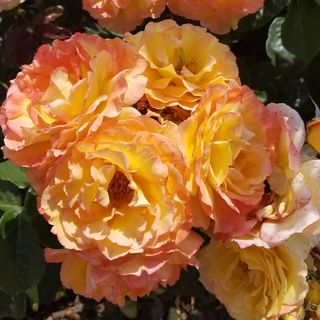 Ruffled Romance Floribunda Rose