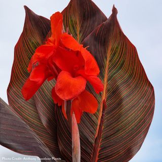 Canna Tropicanna&reg; Hot Tamale Canna Lily Bulb