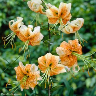 Lilium Martagon Lady Alice Lily Bulbs