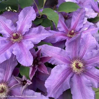 Clematis Tumaini&trade;