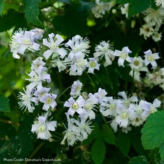 Clematis  Mrs. Robert Brydon