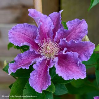 Clematis Baroness Fookes&trade;