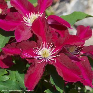 Clematis Elpis&trade;