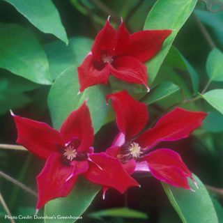 Clematis Gravetye Beauty