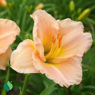 Hemerocallis Platinum Palette&trade; Pilgrim Pride Daylily