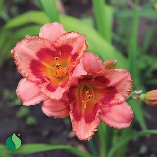 Hemerocallis Strawberry Candy Daylily
