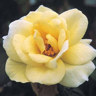 J. P. Connell Shrub Rose