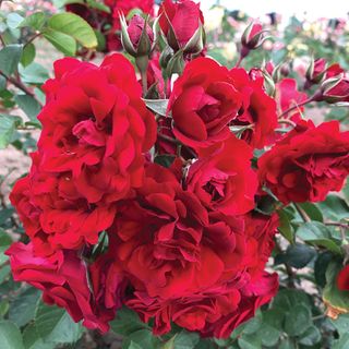 AC Navy Lady Shrub Rose