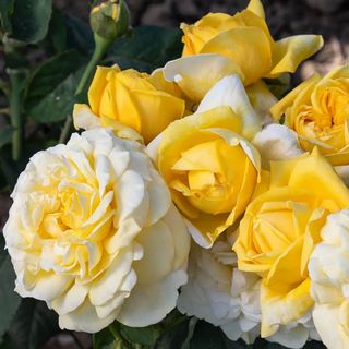 Larger Than Life Hybrid Tea Rose