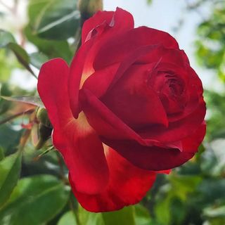 Miss Scarlet Climbing Rose