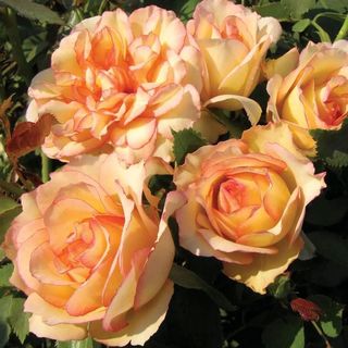 Over The Edge Floribunda Rose