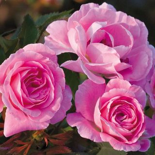 Wedding Party Floribunda Rose