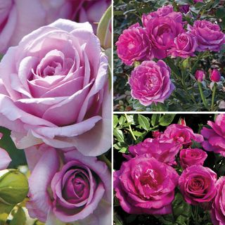 Fragrant Lavender Garden Roses Collection