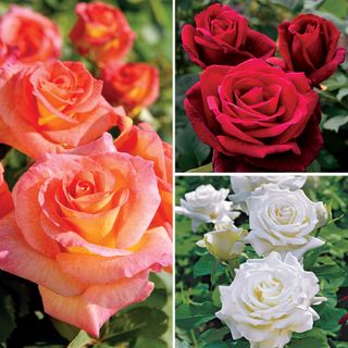Best-Selling Garden Roses Collection
