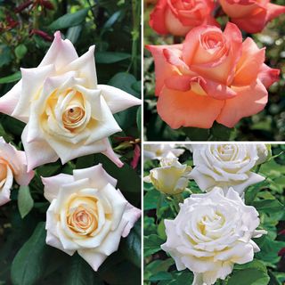 Big-Bloom Garden Roses Collection