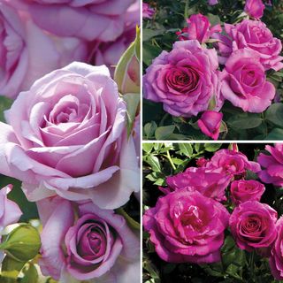 Lovely Lavender Garden Roses Collection