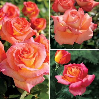 Multicolor Garden Roses Collection