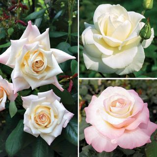 White Garden Roses Collection