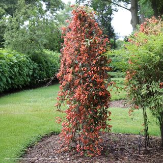 Bignonia Dressed to Thrill&reg; Crossvine