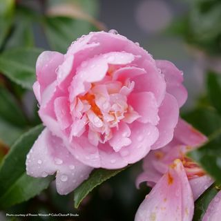 Camellia Just Chill&reg; Double Pink