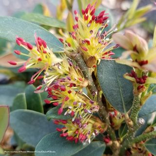 Distylium Buckhead&trade; Bold Winter-Hazel