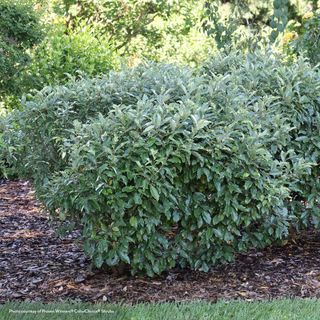 Elaeagnus Mr. Smooth&reg; Seedless Thornless Silverthorn