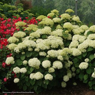 Hydrangea Incrediball Storm Proof&trade; Smooth Hydrangea
