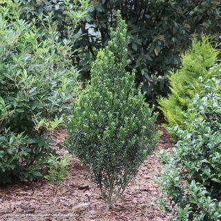 Ilex Hedge Box&reg; Japanese Holly