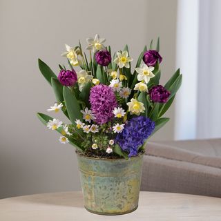 Spring Meadow Bulb Garden