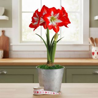 Striking Beauty Cocktail Potted Amaryllis Bulb