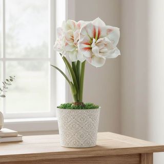 Spring Elegance Double Nymph Potted Amaryllis Bulb