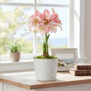 Blushing Romance First Love Potted Amaryllis Bulb