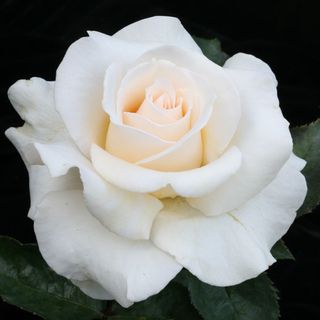 Whisper Hybrid Tea Rose