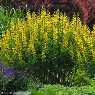 Baptisia Decadence&reg; Lemon Meringue False Indigo
