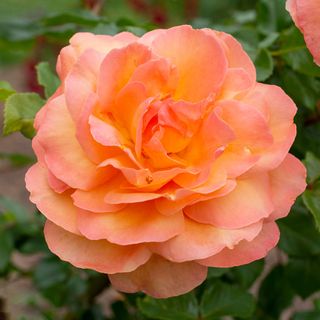 Tangerine Skies&trade;Arborose&reg; Climbing Rose