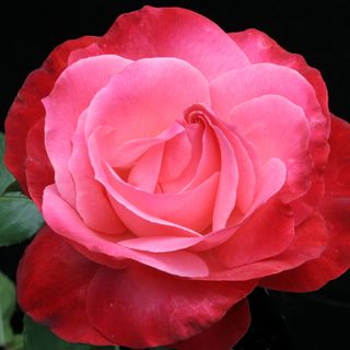Milestone Hybrid Tea Rose