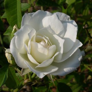Lamarque Noisette Rose