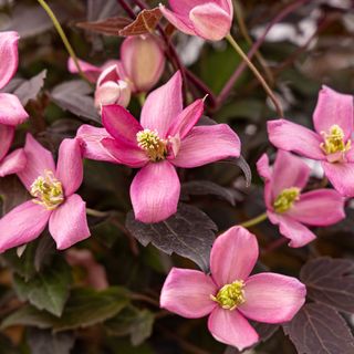 Clematis Moongate Mocha&trade;