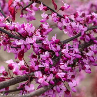Cercis Carolina Sweetheart&trade; Red Bud