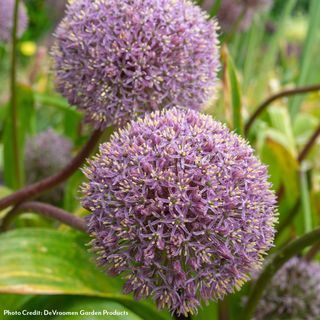 Allium Party Balloons Ornamental Onion Bulbs
