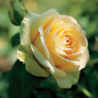 St. Patrick&reg; Hybrid Tea Rose