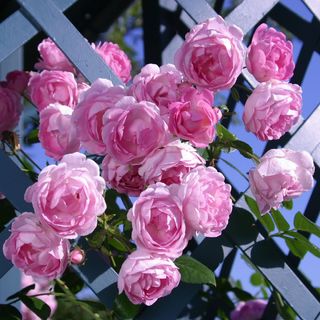Jasmina&trade; Arborose&reg; Climbing Rose