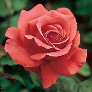 Fragrant Cloud Hybrid Tea Rose