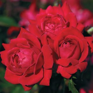 Double Knock Out&reg; Shrub Rose