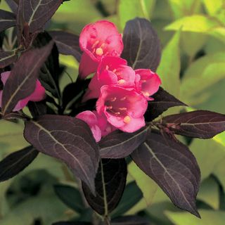 Weigela Wine & Roses&reg;