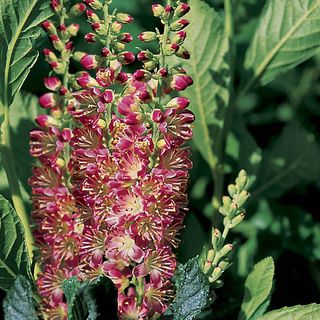 Clethra Ruby Spice